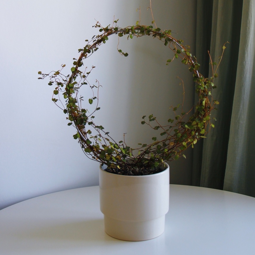 Мюленбекия на опоре, диаметр 30см