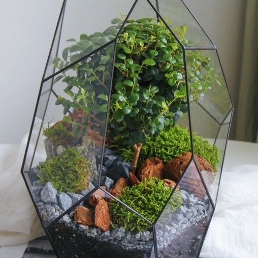 бонсай с Мирсиной Африканской Лориэн (Эльфийский лес)