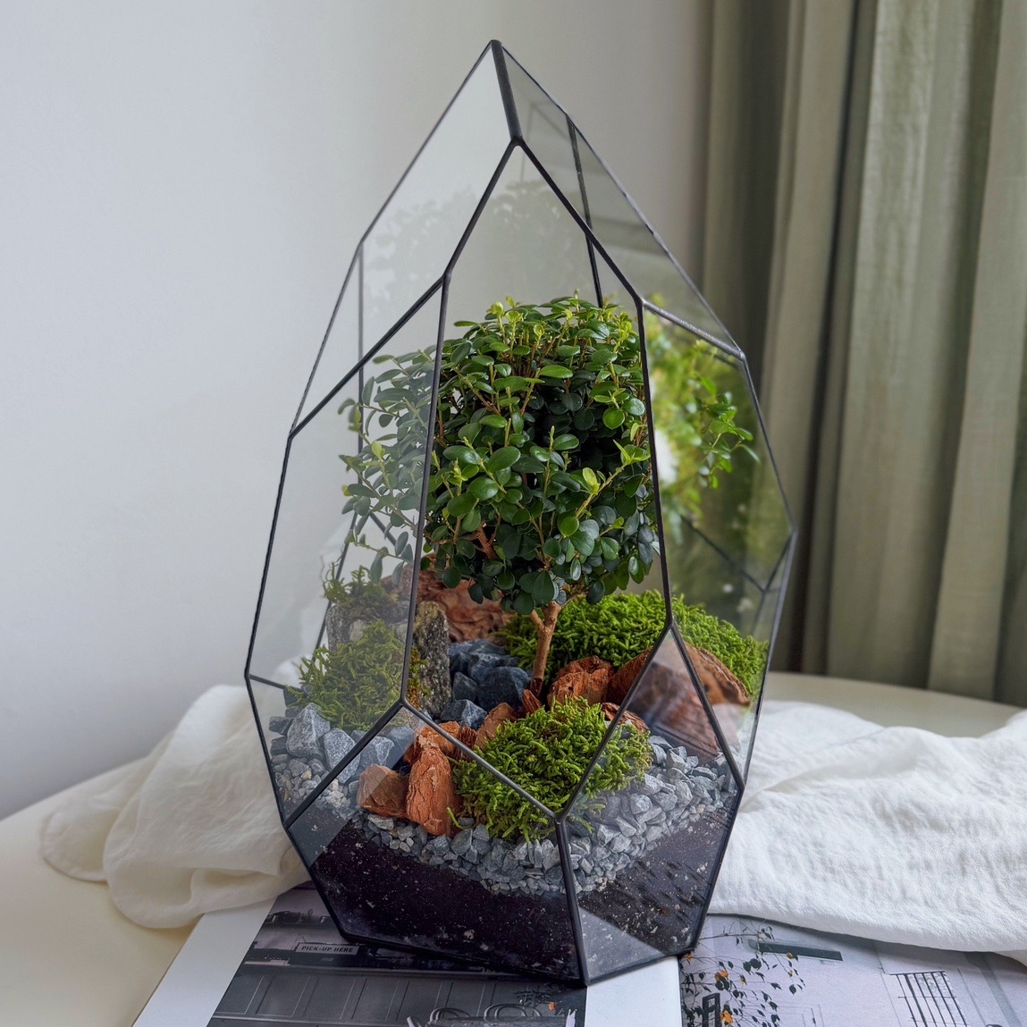 бонсай с Мирсиной Африканской Лориэн (Эльфийский лес)