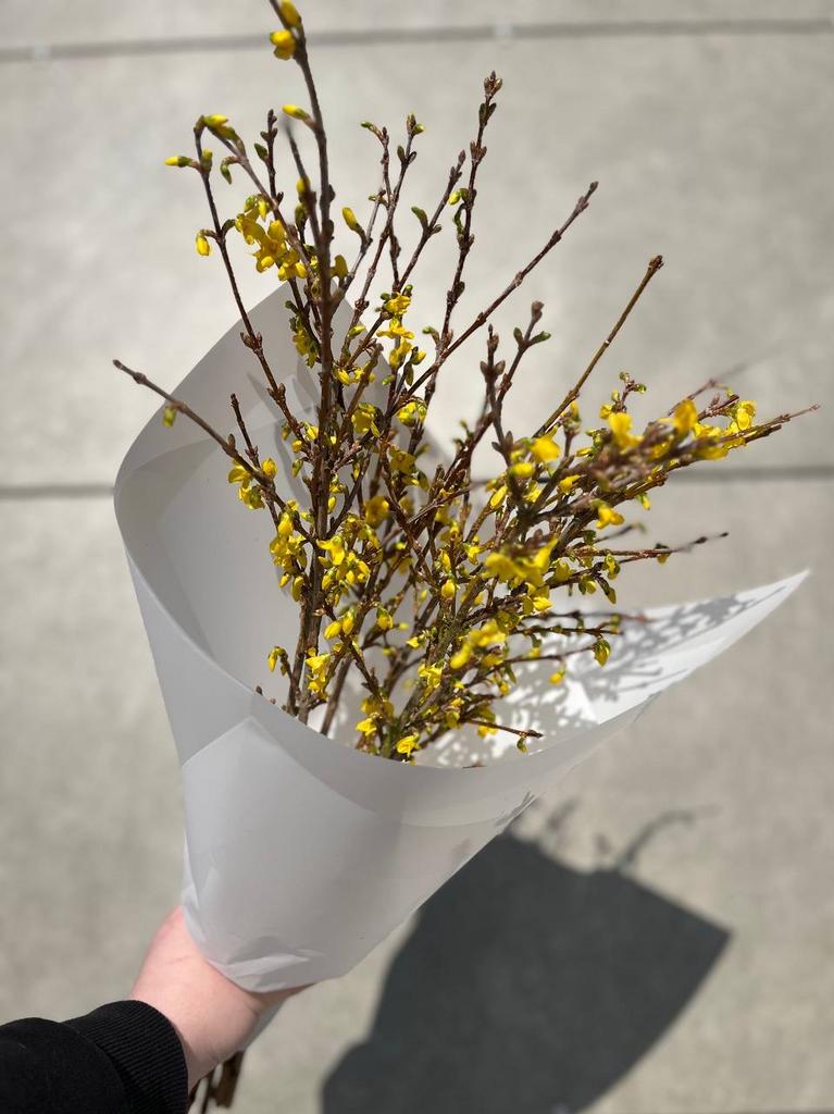 ВЕТКИ «ФОРЗИЦИЯ»