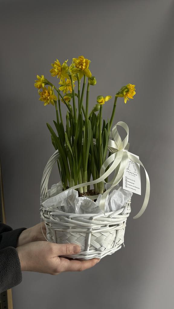 ПЕРВОЦВЕТЫ "НАРЦИССЫ"