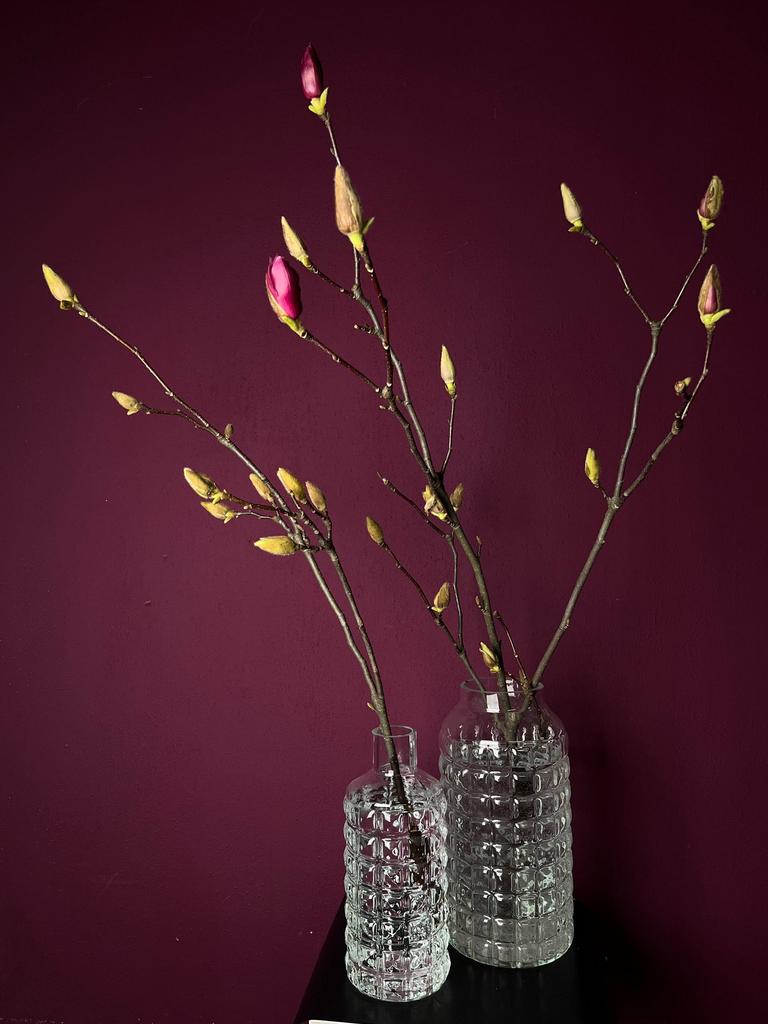 ВЕТКИ МАГНОЛИИ