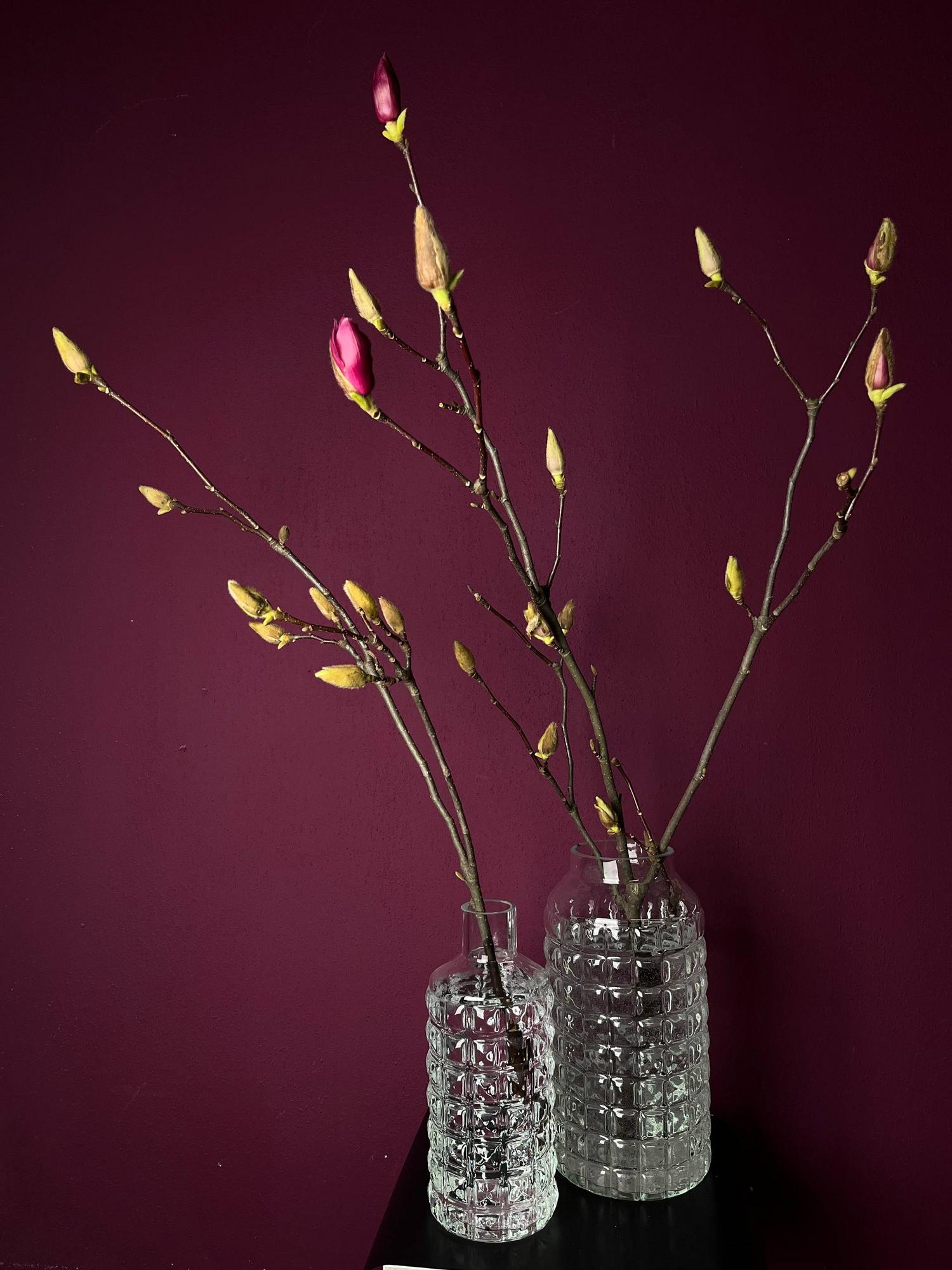 ВЕТКИ МАГНОЛИИ