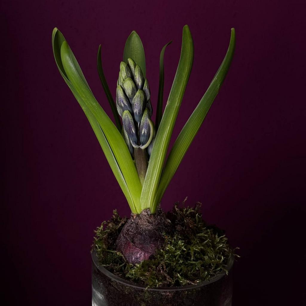 "ЦВЕТОЧНЫЙ БОУЛ`3"