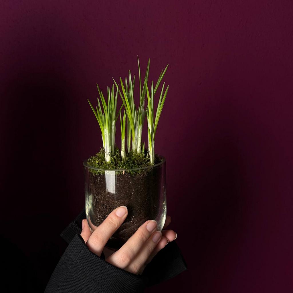 "ЦВЕТОЧНЫЙ БОУЛ`5"