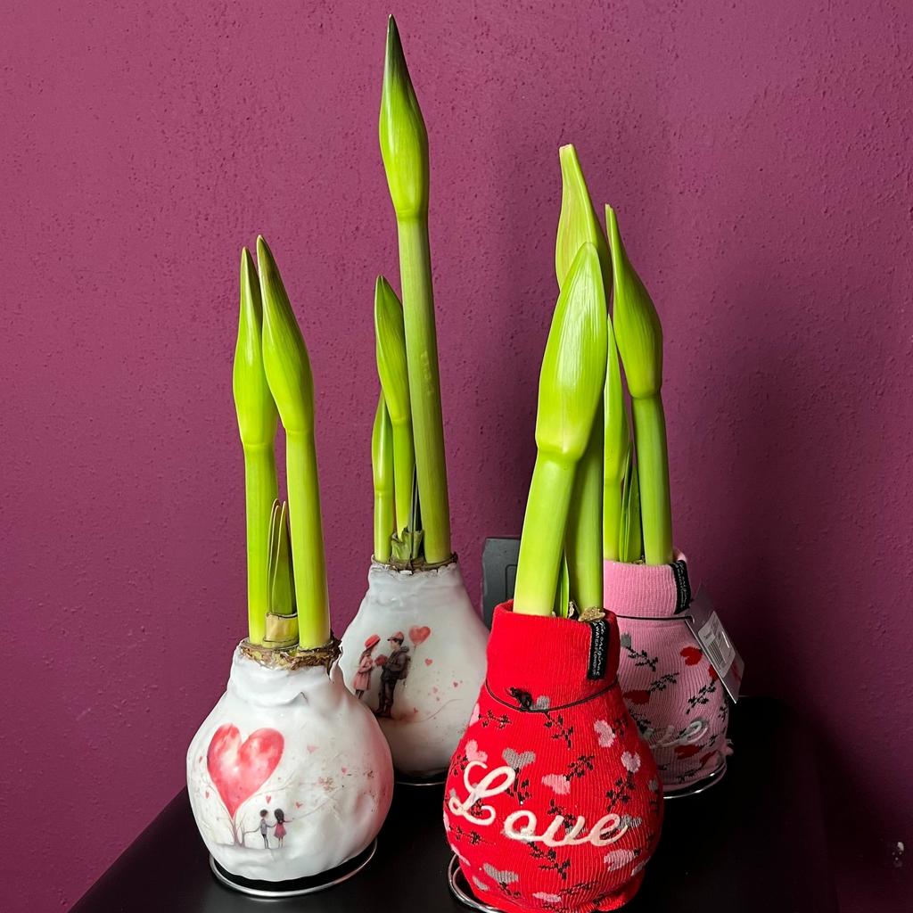 ЛУКОВИЦЫ АМАРИЛЛИСА