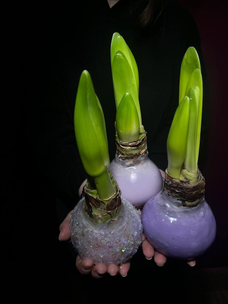 ЛУКОВИЦЫ АМАРИЛЛИСА