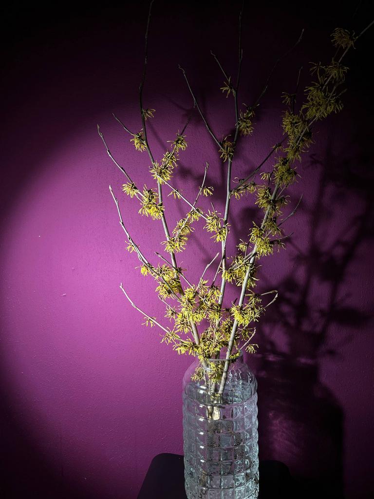 ВЕТВИ ХЕМАМЕЛИС