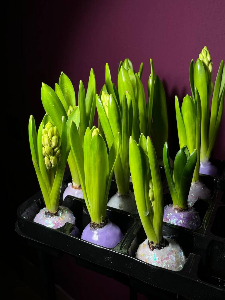 ЛУКОВИЦЫ ГИАЦИНТА