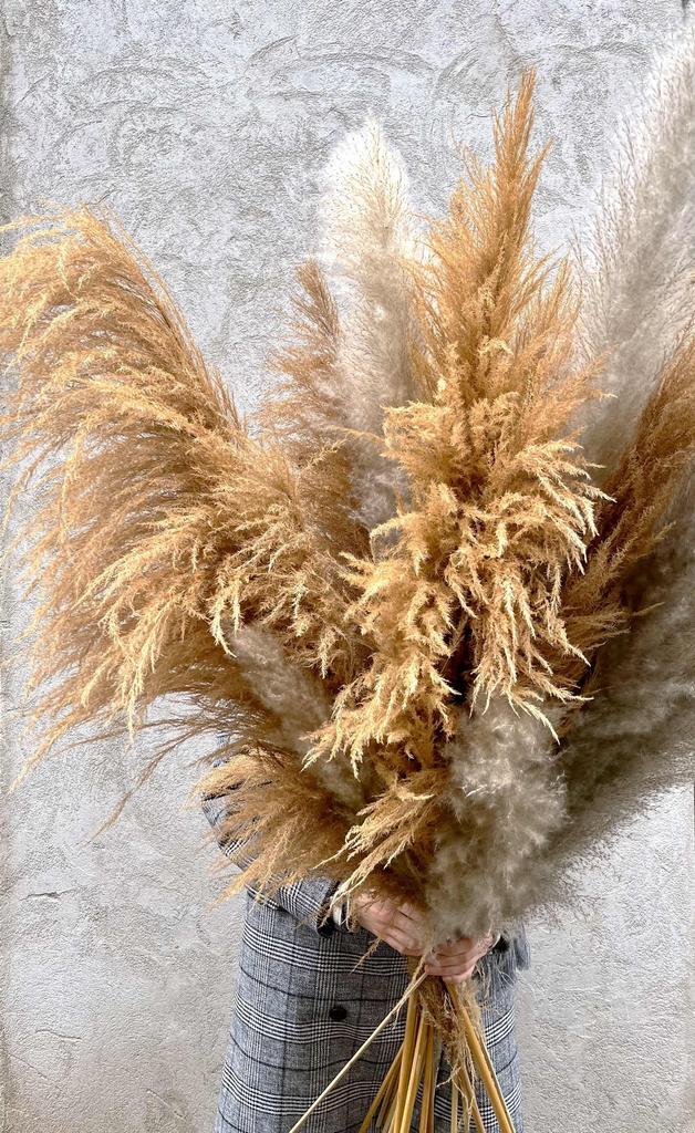 Пампас (кортадерия)