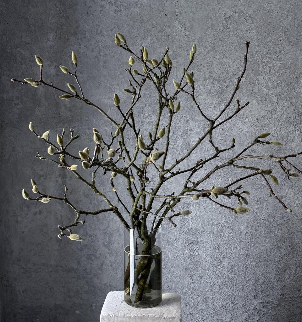 Ветки Магнолии