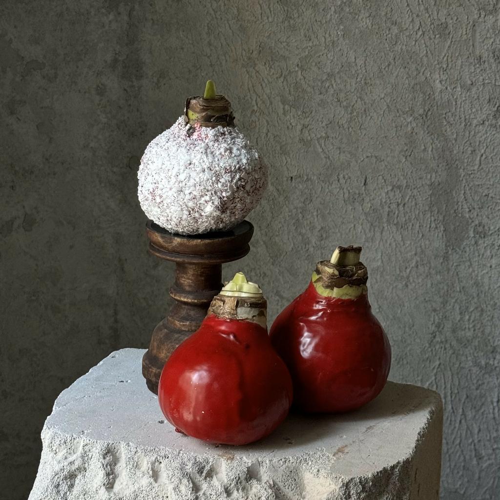 Луковица амариллиса в воске