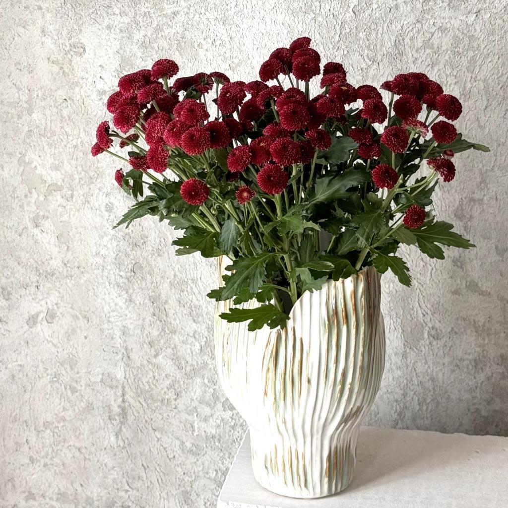 Хризантема Сантини