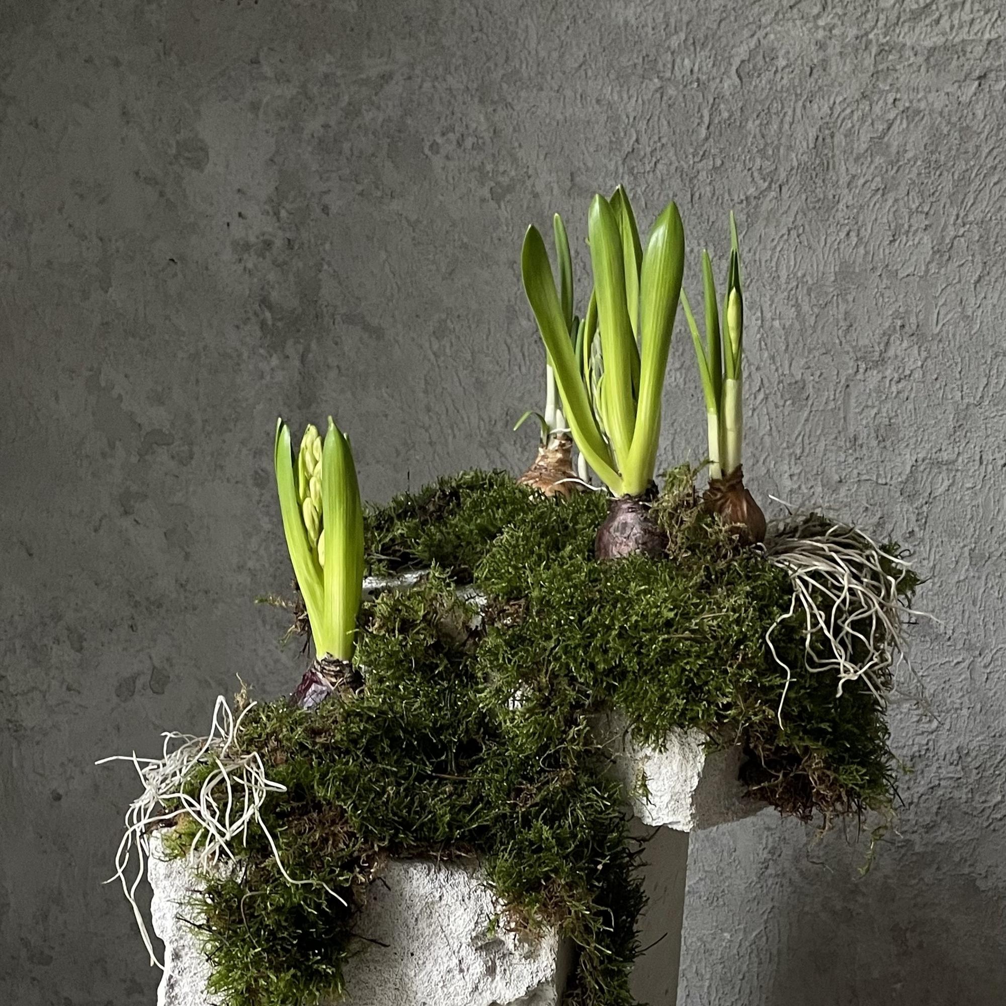 Сажаем луковичные первоцветы 22.02 в 14:00