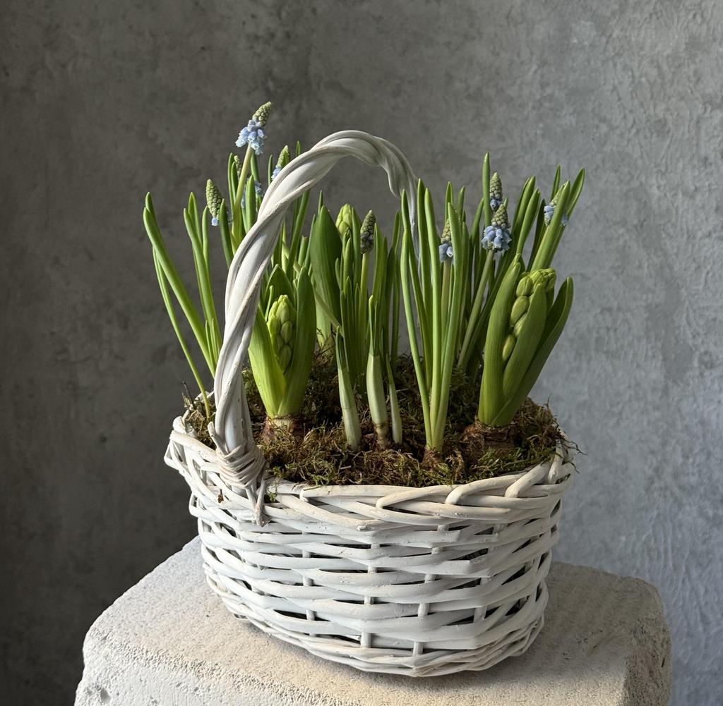 Корзина с луковичными первоцветами