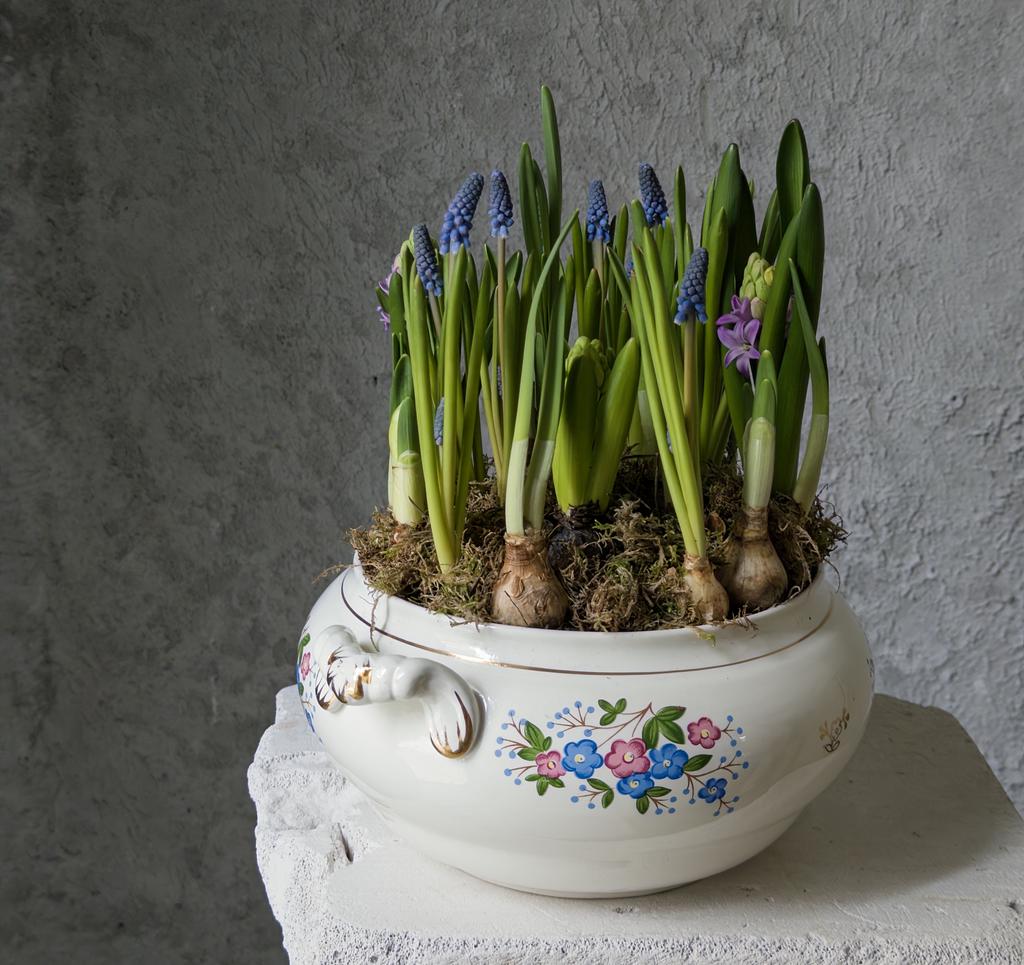 Первоцветы в винтажной супнице