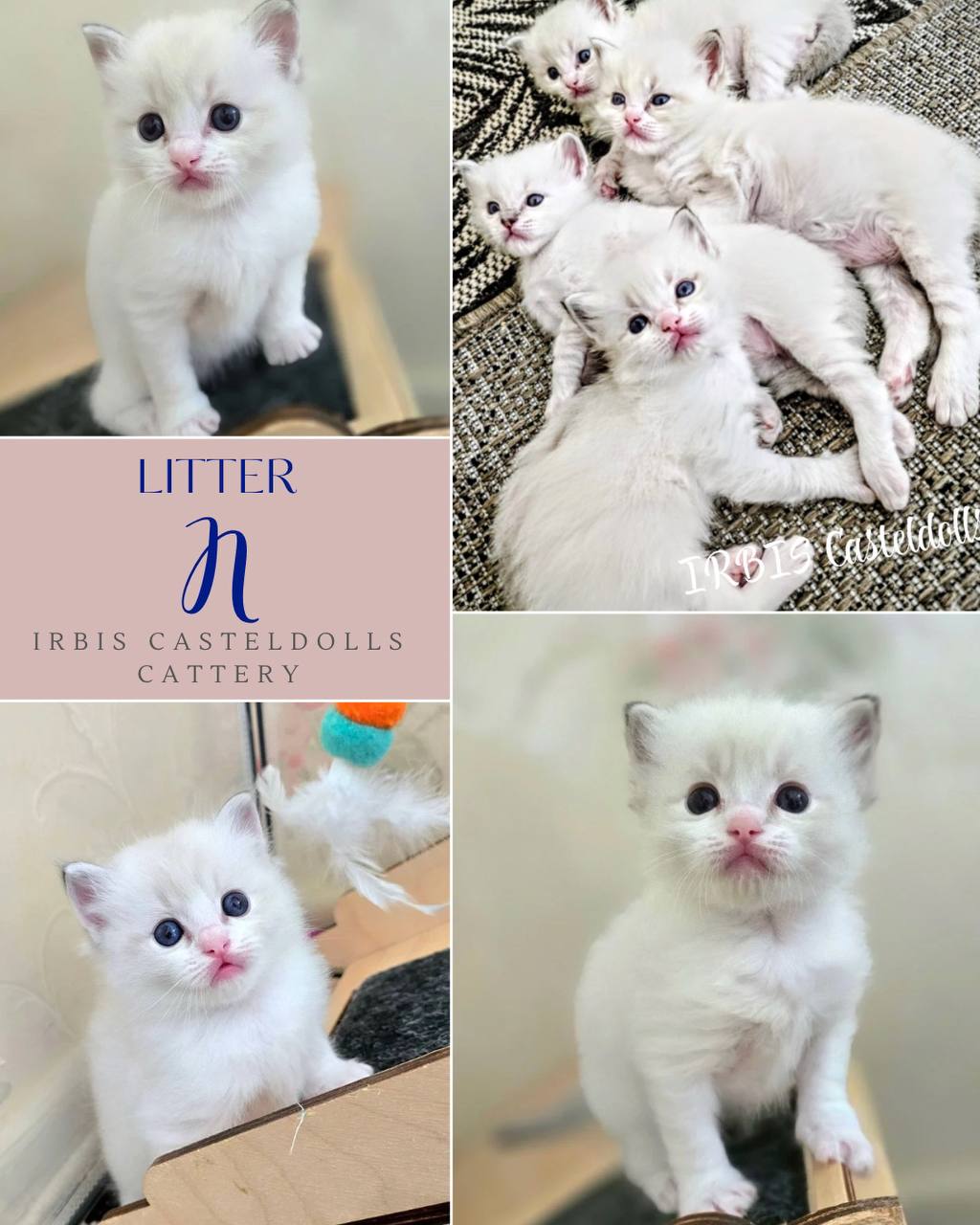 Котята рэгдолл