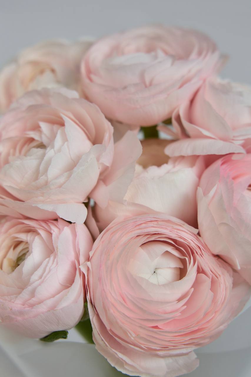 Ранункулюсы моно 9 шт