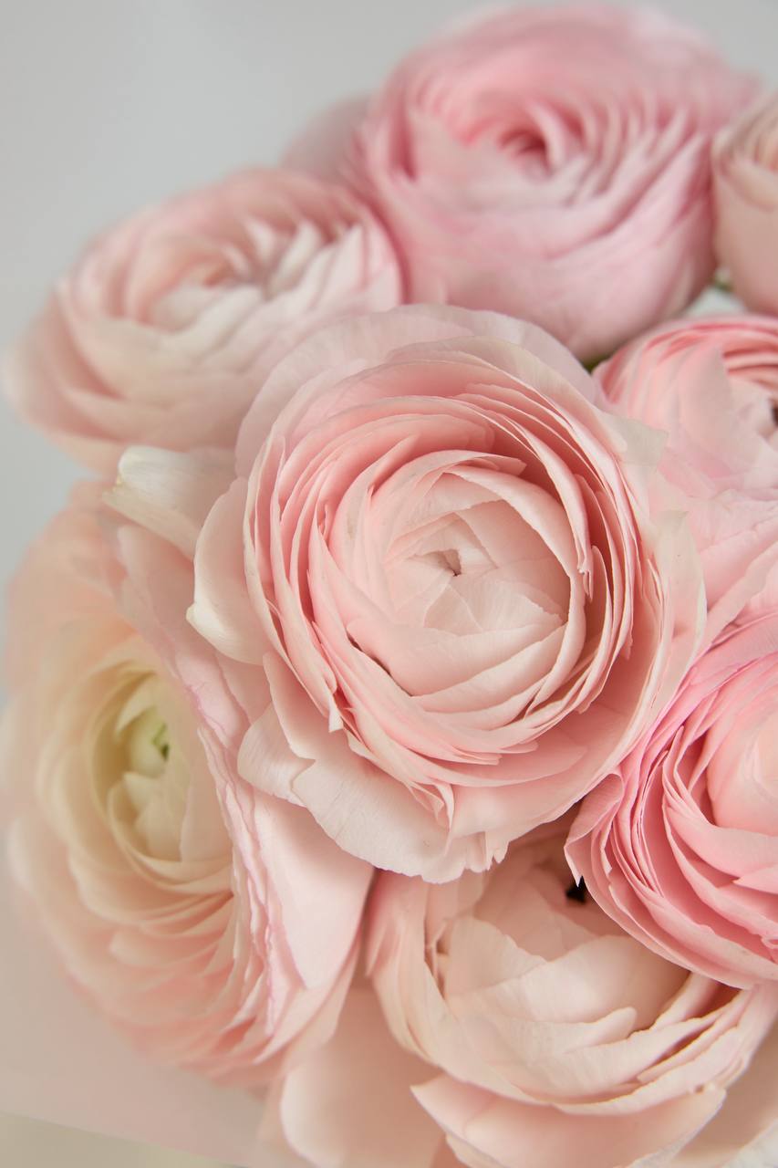 Ранункулюсы моно 11 шт