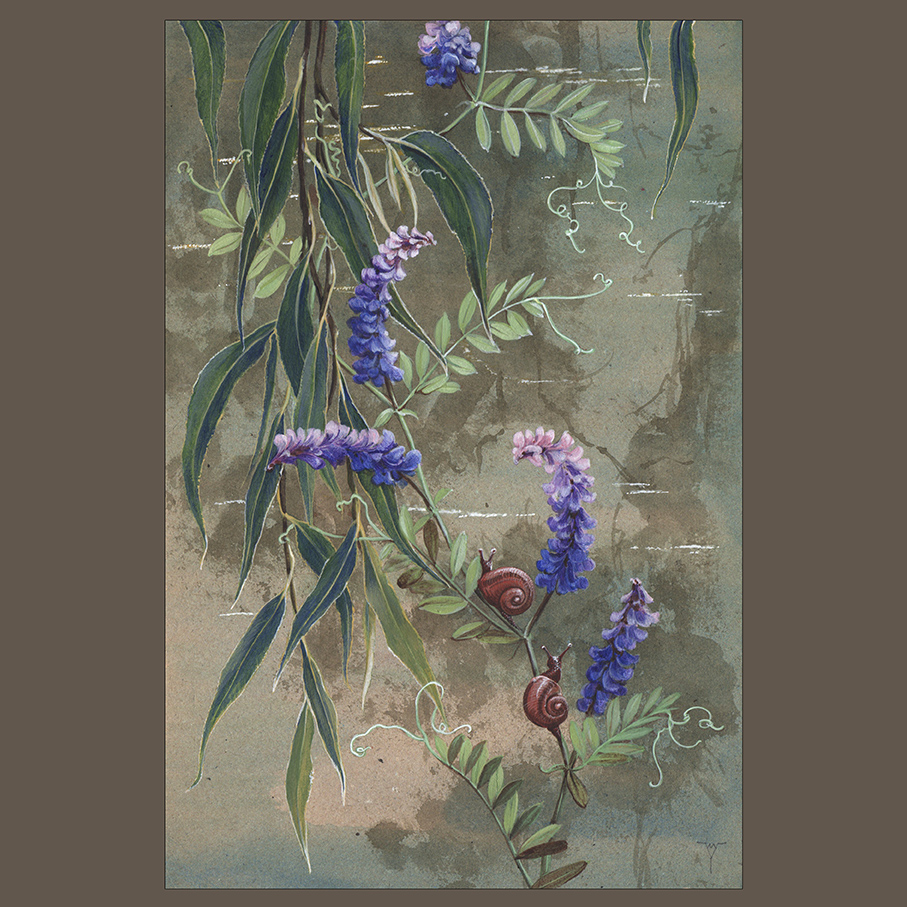 Ива-горошек