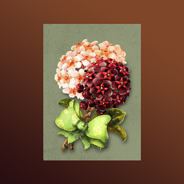 Мини-открытка Хойя