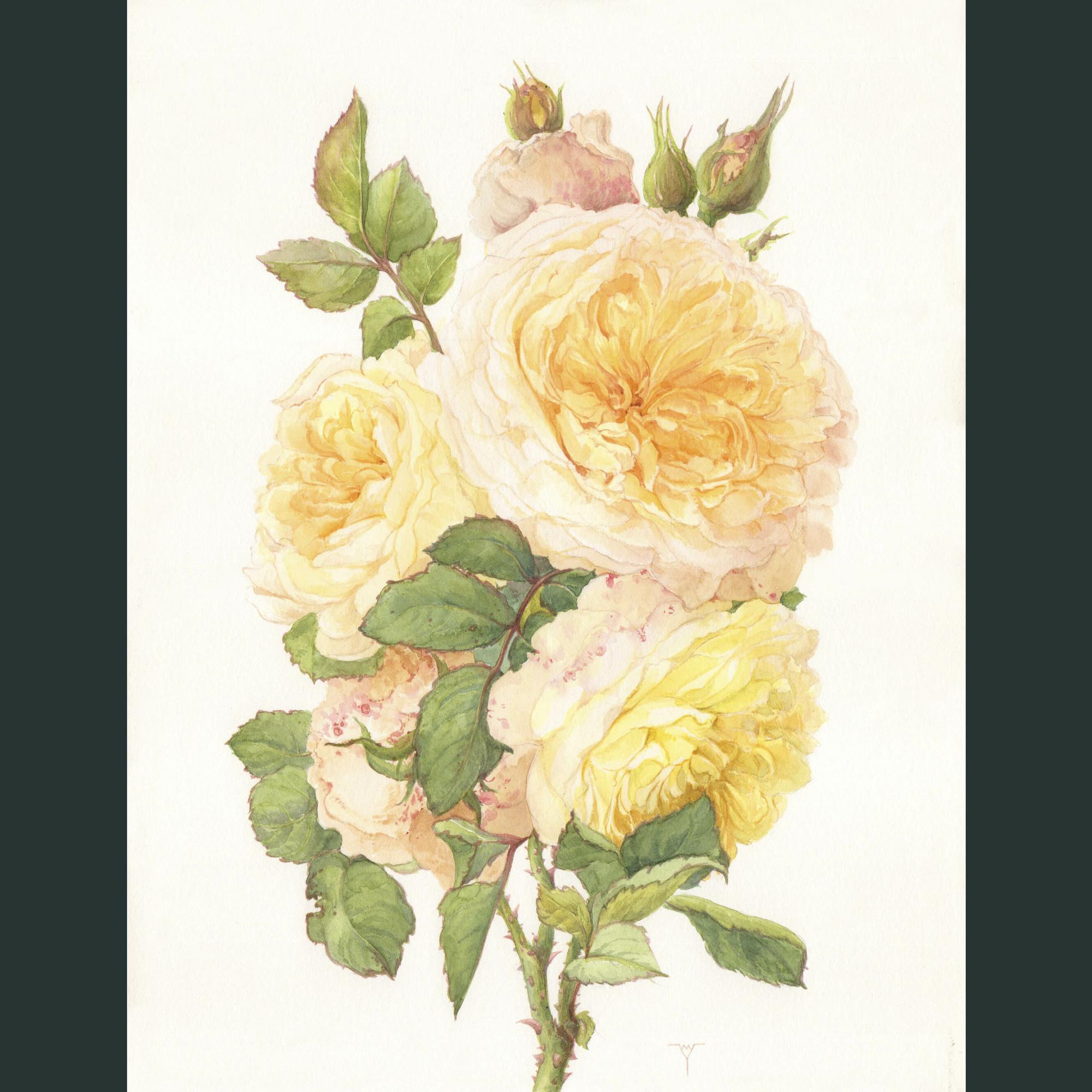 Роза Пилигрим