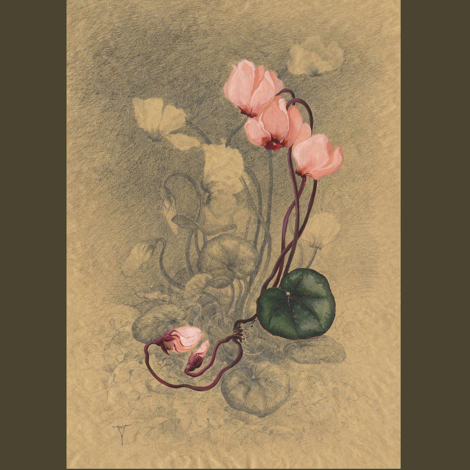 Первый цикламен