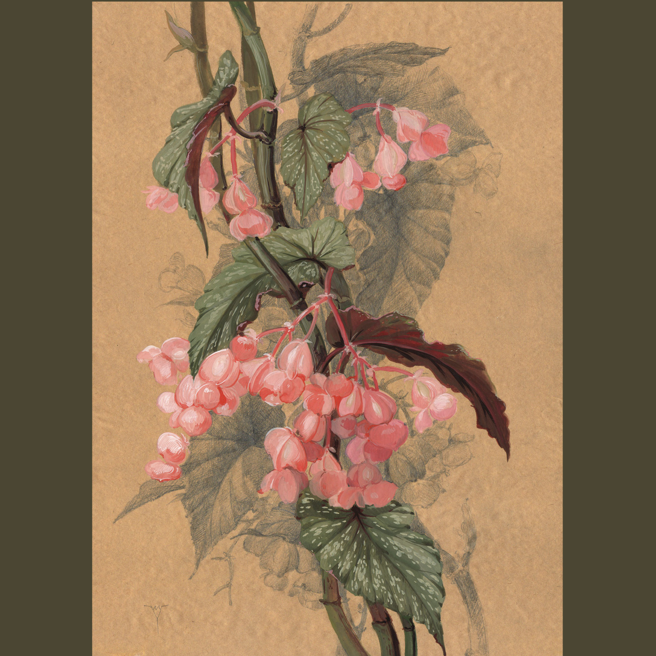 Цветок бегонии