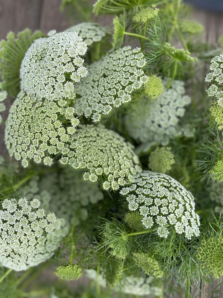 Ammi Green Mist