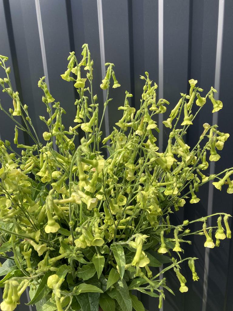 Nicotiana Langsdorffii green bells