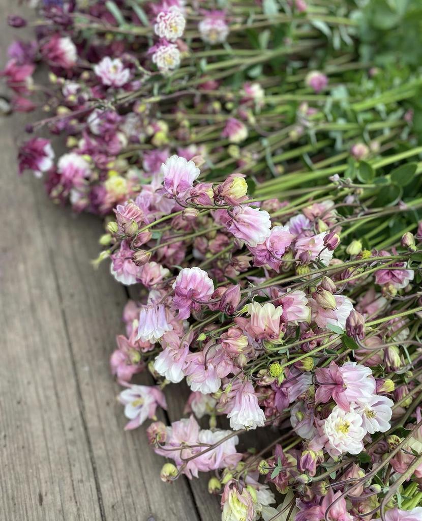 Aquilegia mix