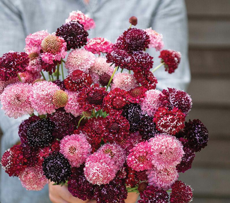Scabiosa Berry Mix