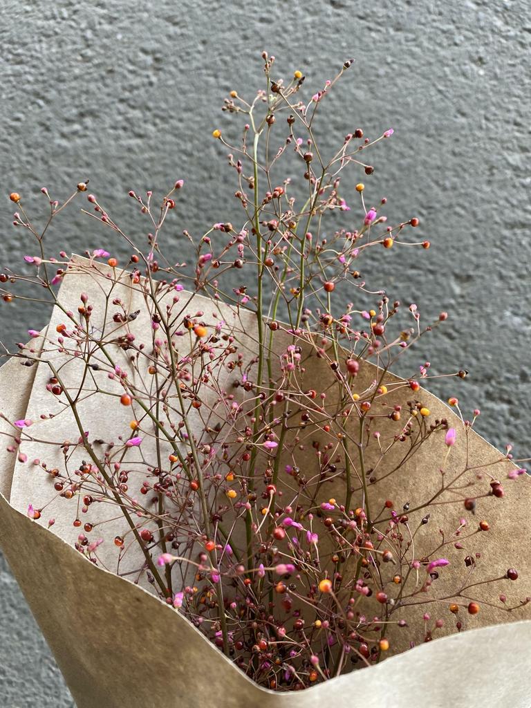 Talinum paniculatum (Jewels of Opar)