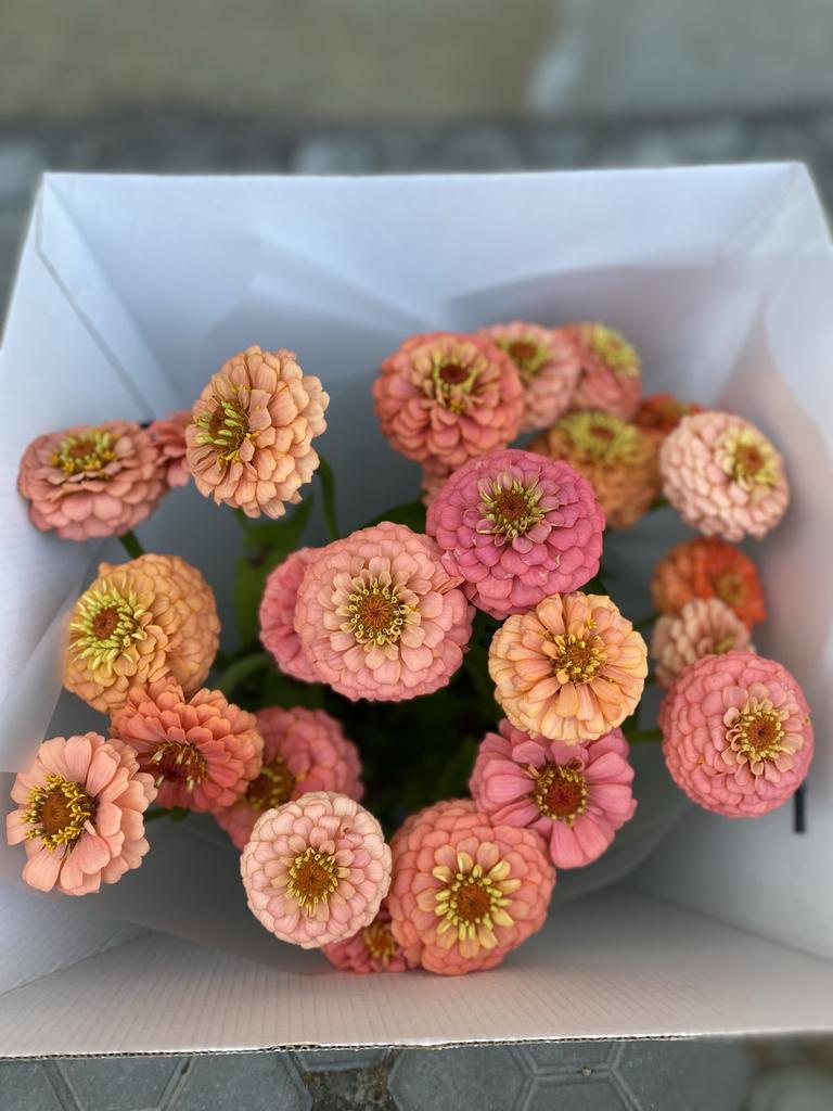 Zinnia Oklahoma Salmon
