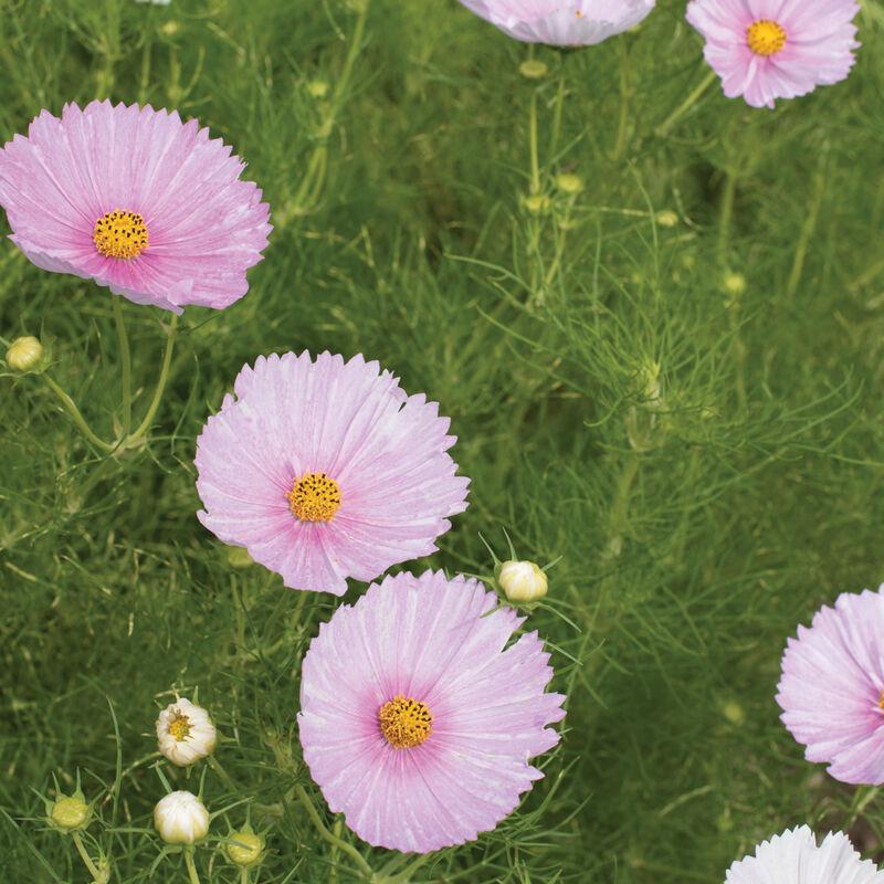 Cosmos Cupcakes Blush