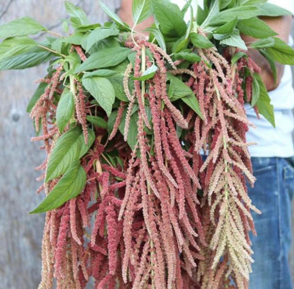 Amaranth Coral Fontaine