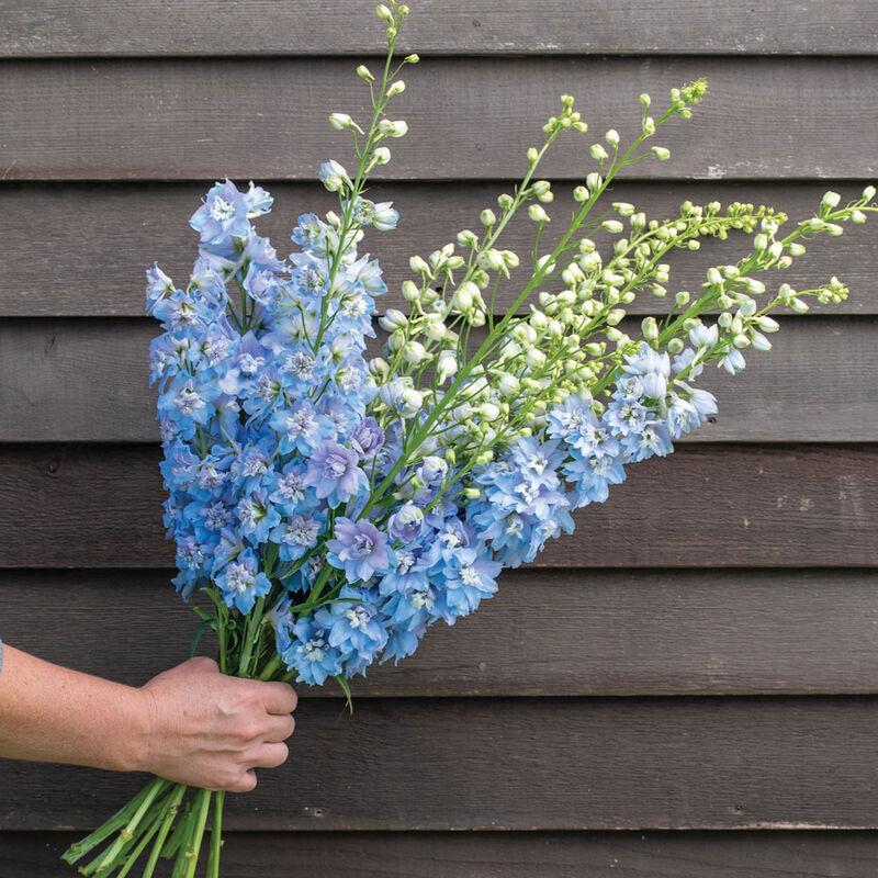 Delphinium Magic Fountains Sky Blue White Bee