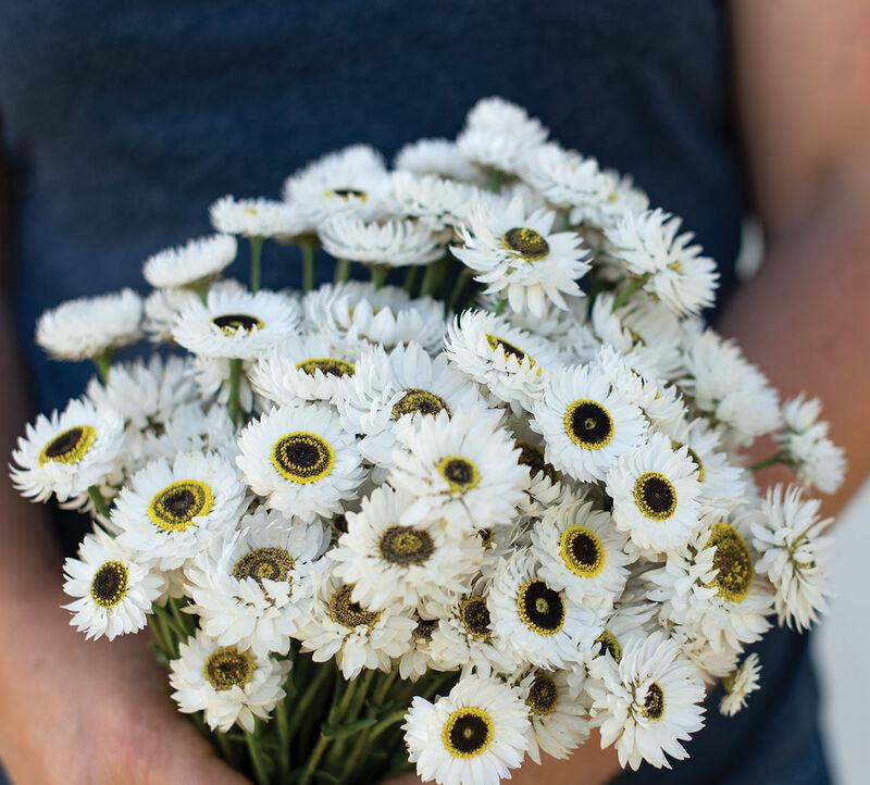 Helipterum Pierrot White