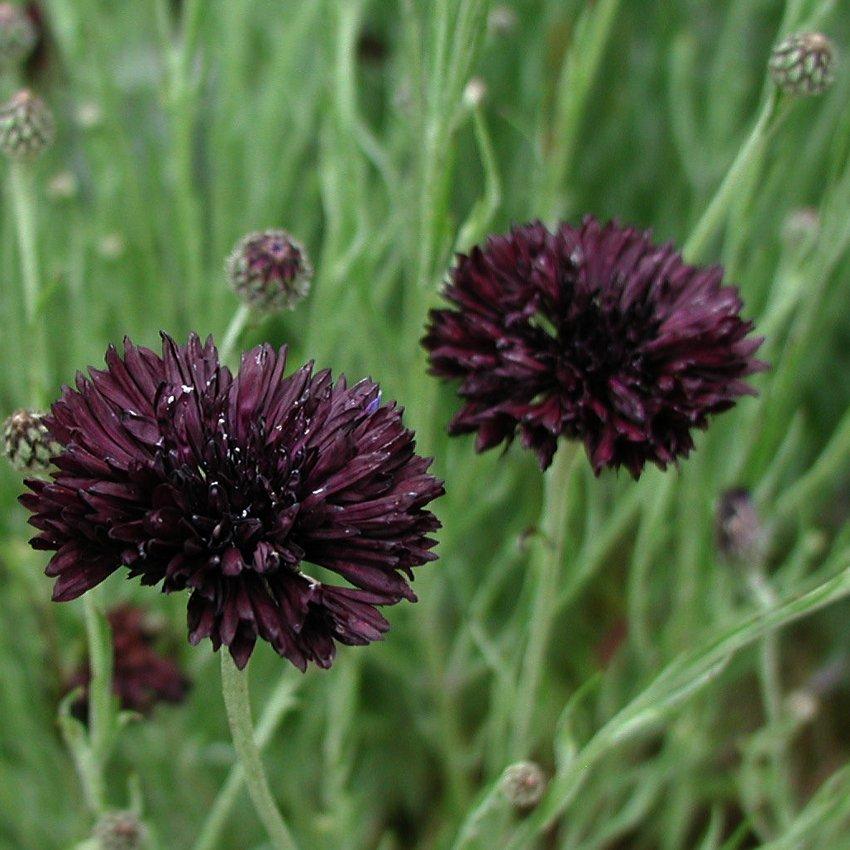 Centaurea black ball