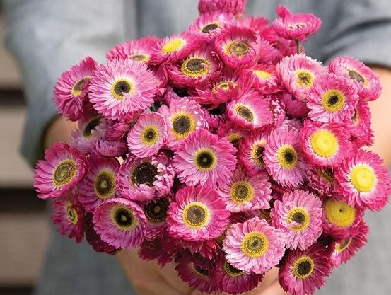 Helipterum Pierrot Red