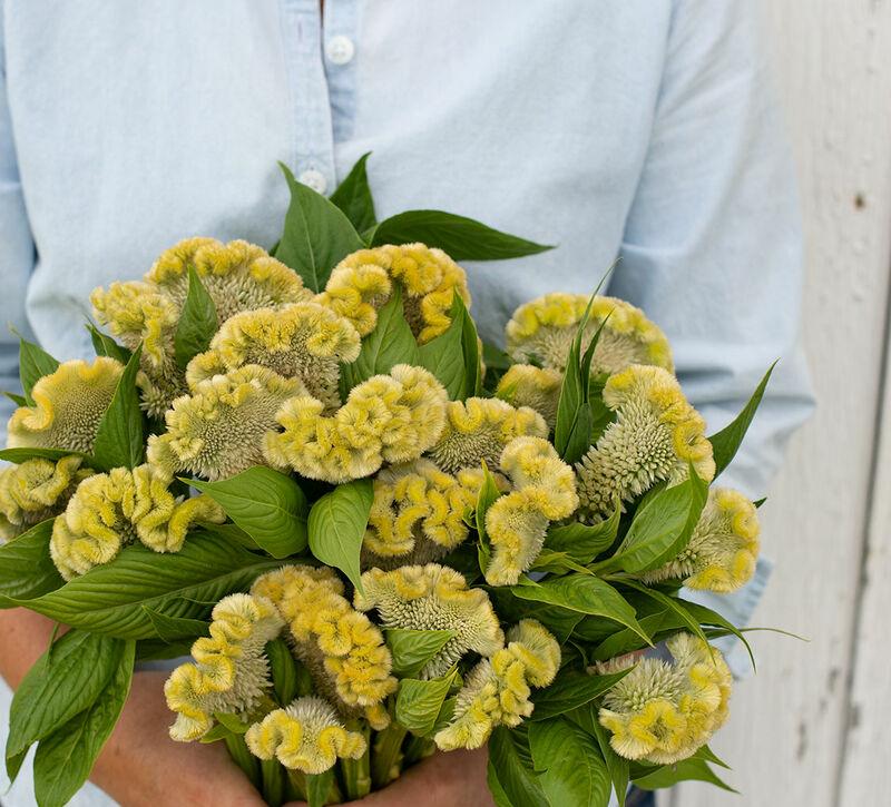 Celosia Lemon Lime