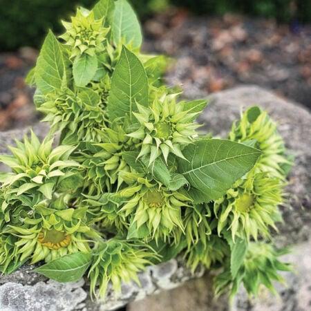 Sunflower SunFill Green F1