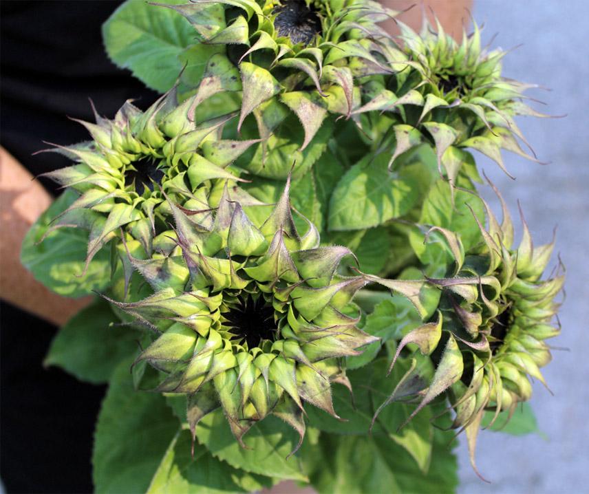 Sunflower SunFill Purple F1