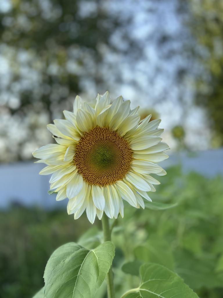 Sunflower White Lite F1