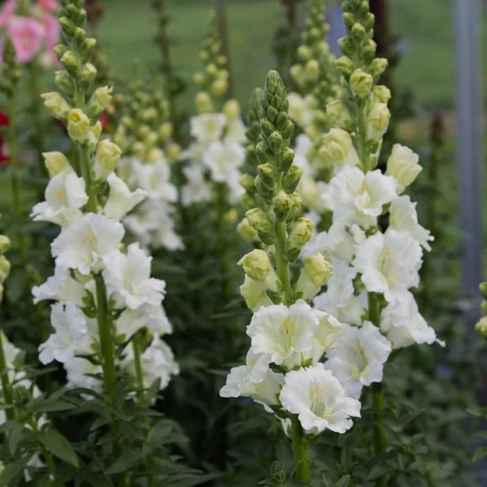 Snapdragon Chantilly White