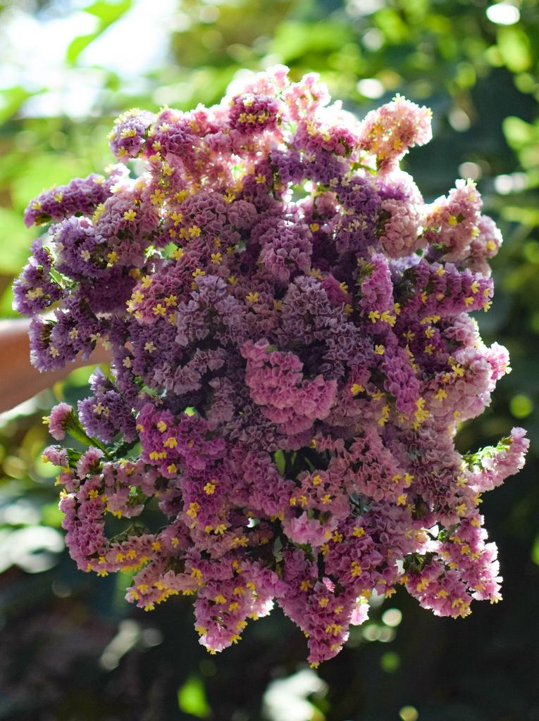 Statice Forever Happy