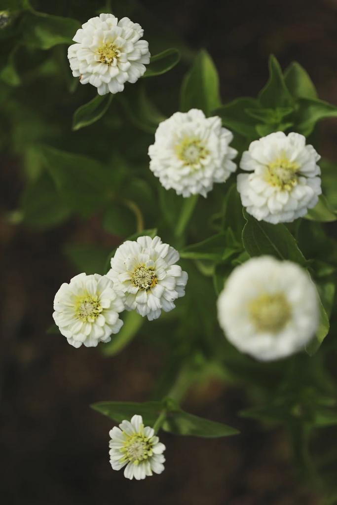 Zinnia Oklahoma White