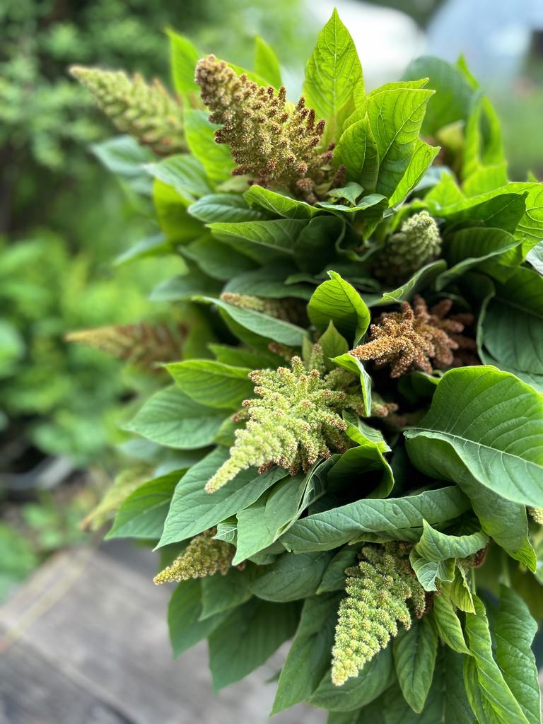 Amaranth Autumn Touch