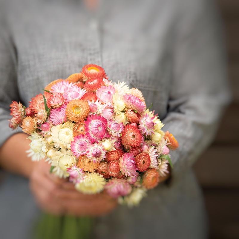 Strawflower Seashells mix