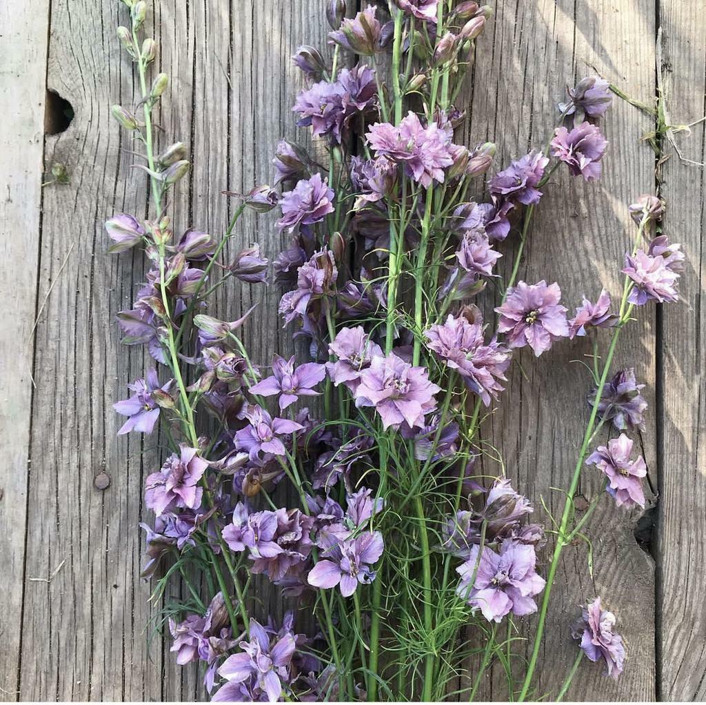 Larkspur Misty Lavender